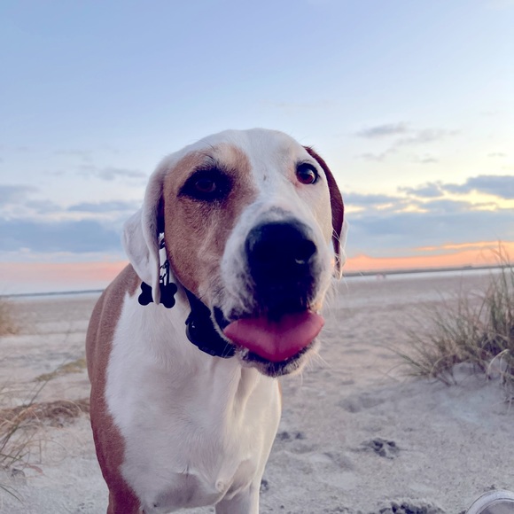 Meet your Posher, Alexandra - Picture 1 of 3